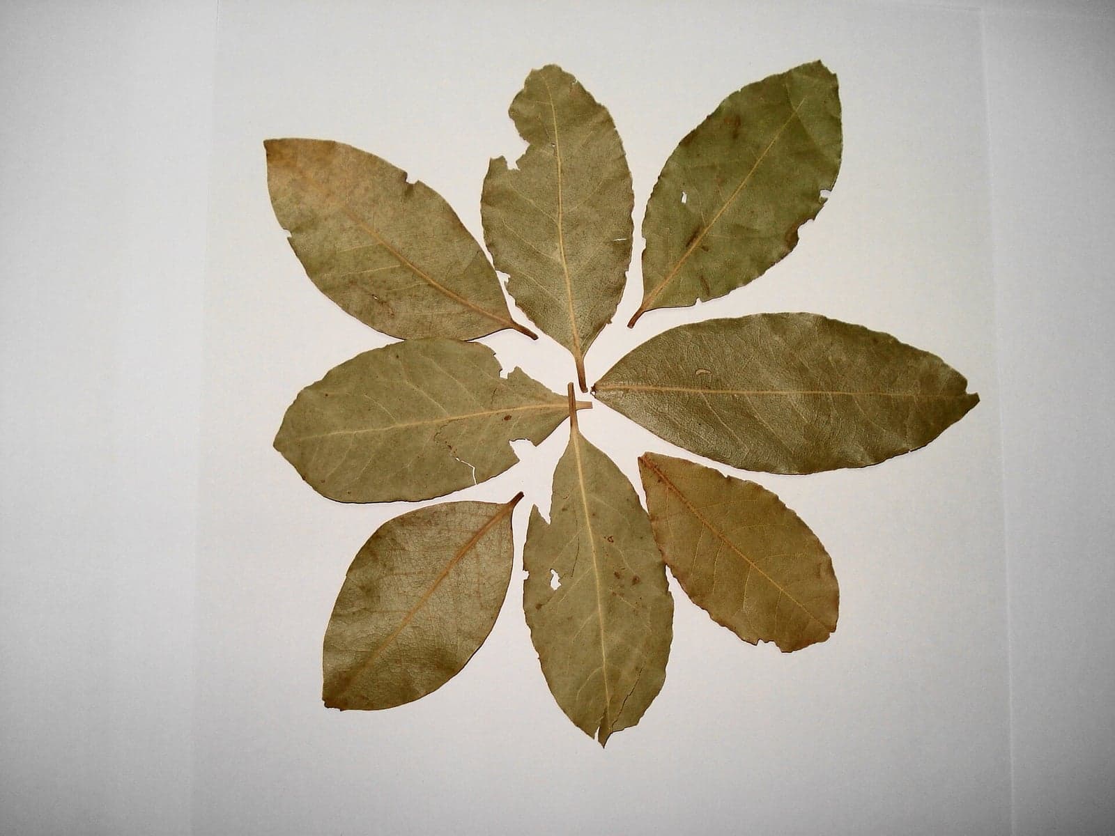 Dried bay leaves for culinary wholesale supply