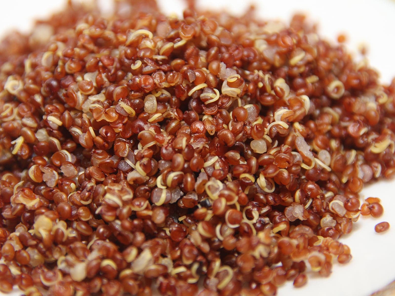 Red quinoa grains displayed for wholesale buyers