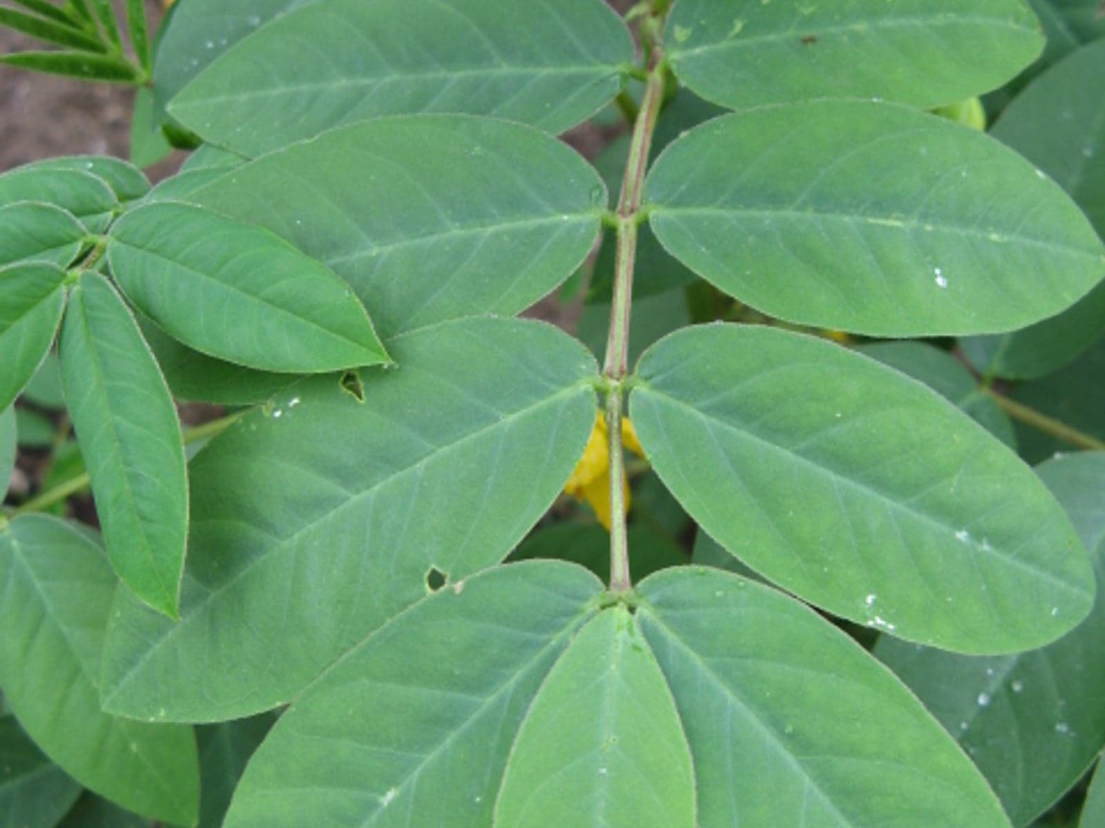 Dried senna leaves for herbal wholesale