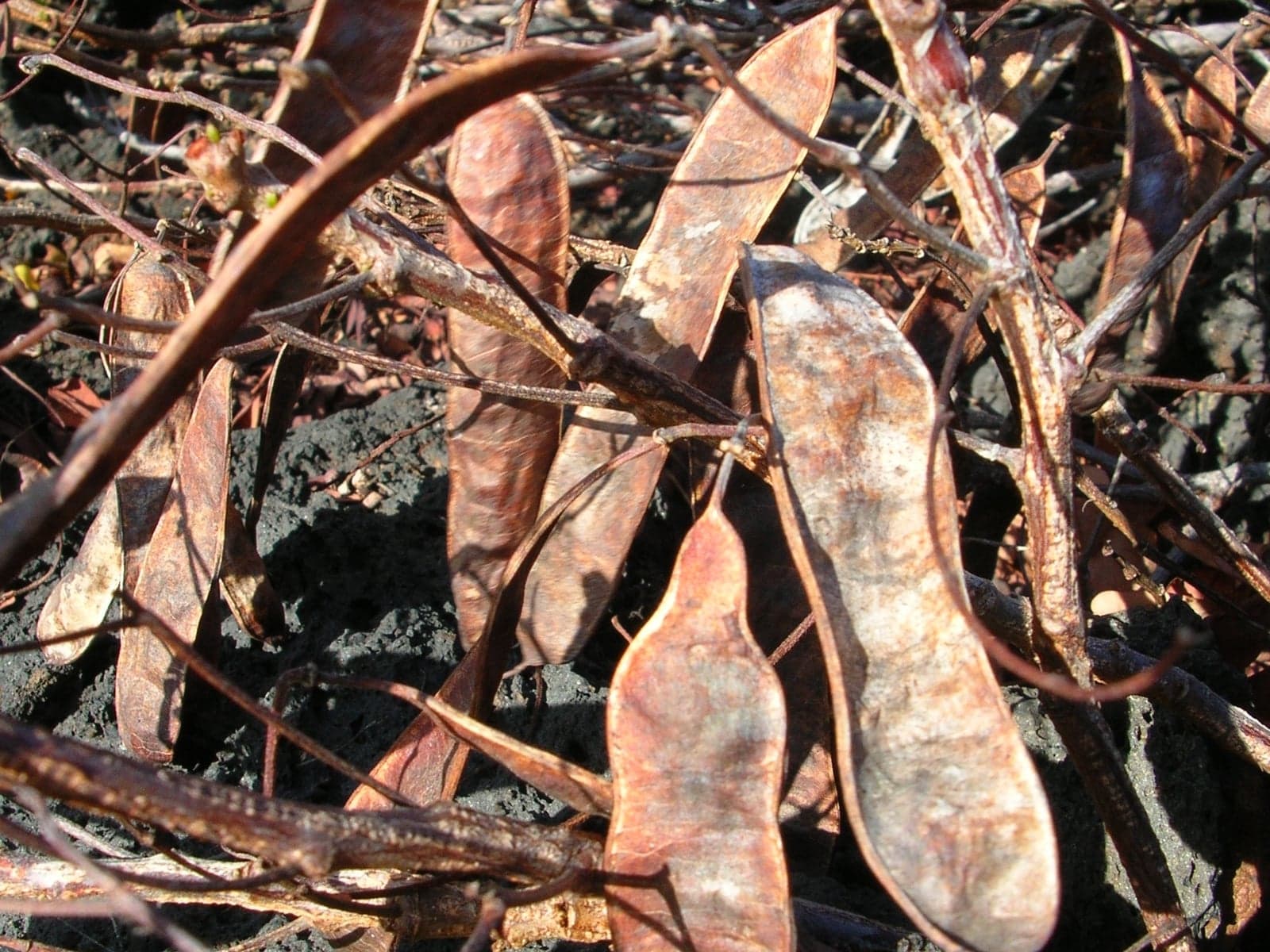 Senna pods prepared for commercial herbal trade