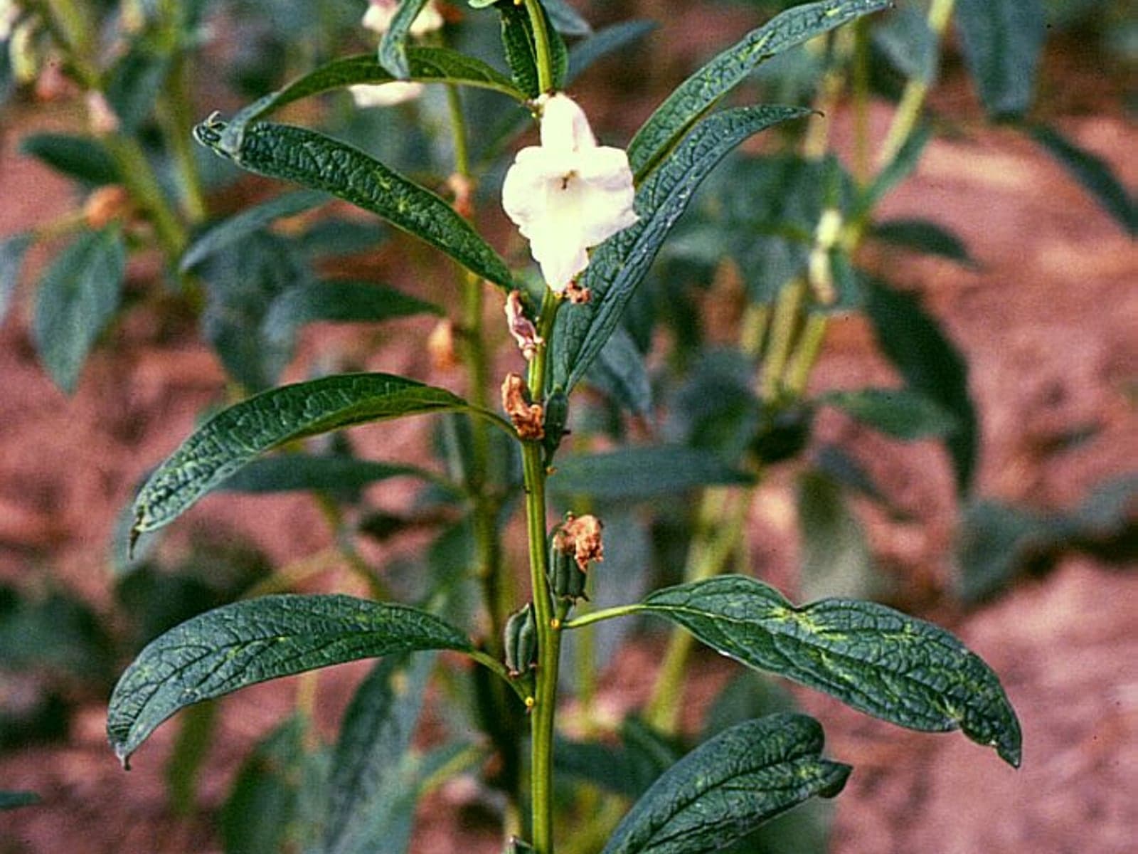 Sesame til seeds for bulk food and oil trade