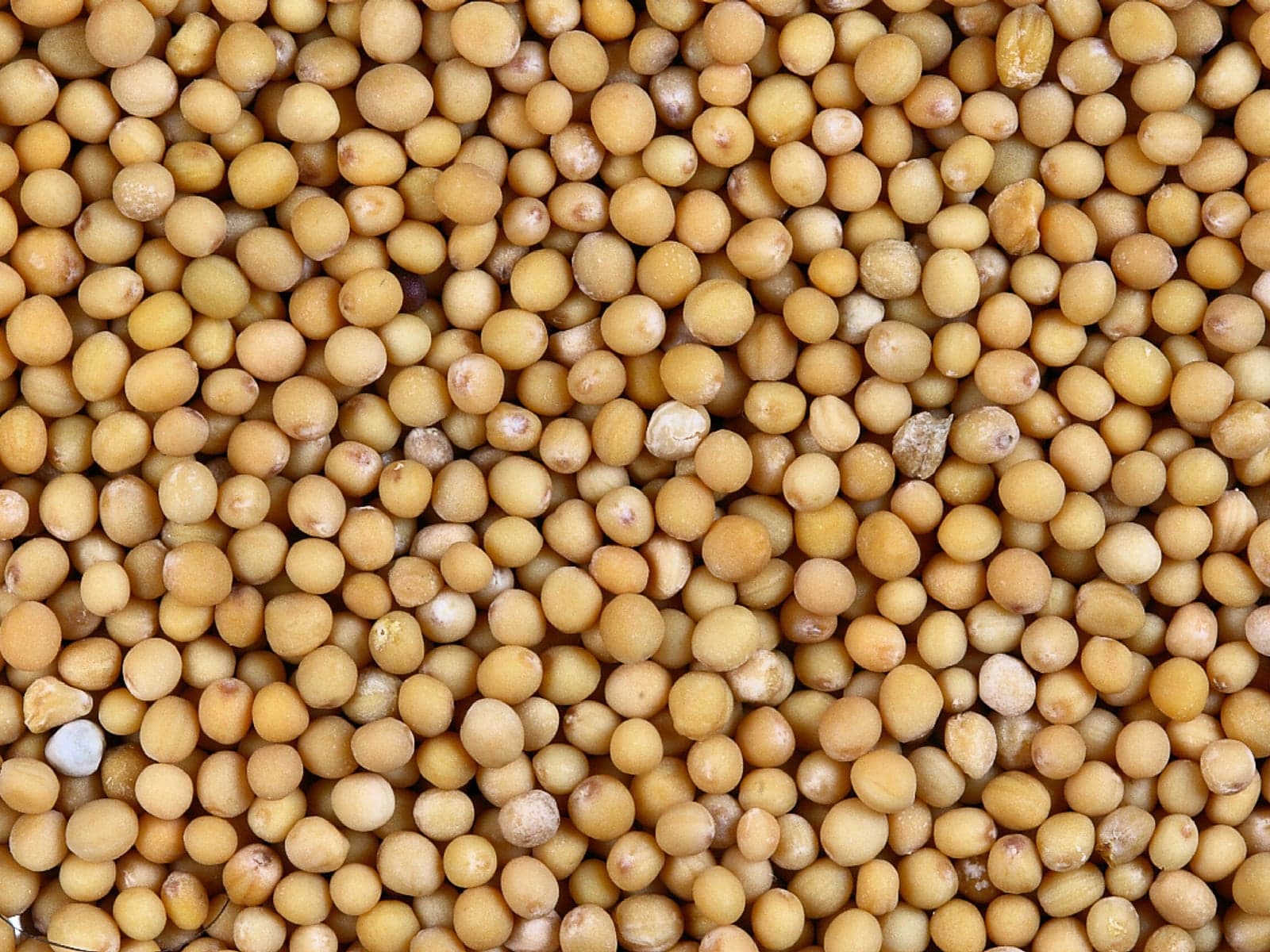 Yellow mustard seeds for food and spice wholesale